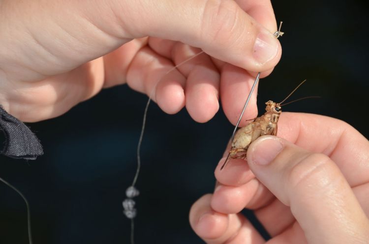 How to Hook Crickets for Fishing: Expert Tips for More Bites