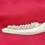 Deer in the 7-year-old age class will have a first molar with a flat surface, all the crests have been worn off and the second and third molars will have a narrow strip of infundibulum.