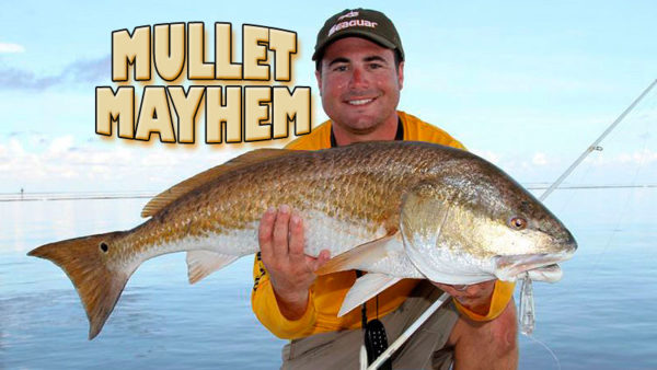 Mullet mayhem -Target mullet schools to catch more bull redfish