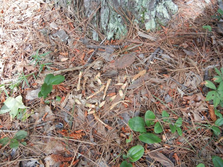 Look for pine cone cuttings. Both older and fresh cuttings are seen here — a sure sign squirrels are around.