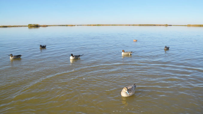 Matching the hatch is the first decoy rule for Creighton Ward. In the coastal waters of Plaquemines Parish, where mallards are almost nonexistent, he uses a mixture of species, including the pintails, gadwalls and wigeon shown here.