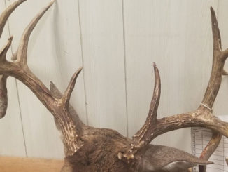 This is the rack of the 18-point Evangeline Parish buck illegally killed with bird shot by duck hunters.