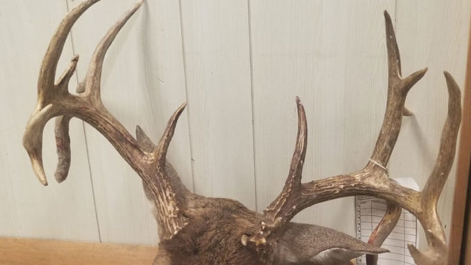 This is the rack of the 18-point Evangeline Parish buck illegally killed with bird shot by duck hunters.