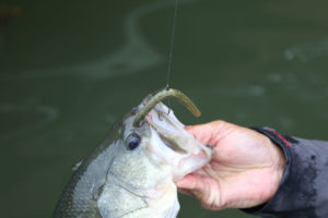 One of the most popular baits for the post-frontal funk is a wacky-rigged worm.