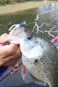 Crappie will be feeding heavily ahead of winter, so keep those baits in the strike zone.