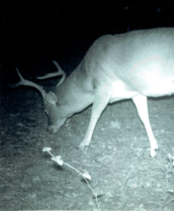 This large mature 6-point buck will never be a wall-hanger, and should be on the target list for this season.