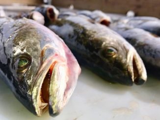 Marsh Man Masson shares some foolproof ways to keep your fish tasting fresh — without freezing.