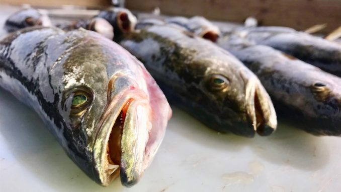 Marsh Man Masson shares some foolproof ways to keep your fish tasting fresh — without freezing.