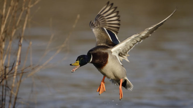 The partially completed November aerial waterfowl survey shows the lowest number of birds on record for Southwest Louisiana.