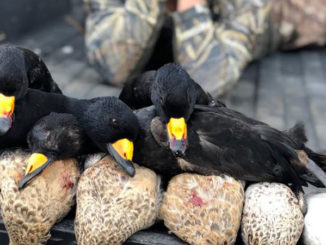 Black scoters are more common on the East and West Coasts of the U.S., but several have already been taken this season by Louisiana hunters.