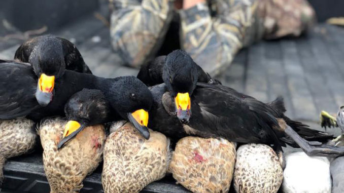 Black scoters are more common on the East and West Coasts of the U.S., but several have already been taken this season by Louisiana hunters.