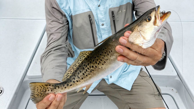 The speckled trout bite in Dularge might have slowed because of the cold weather, but Capt. Marty LaCoste said conditions should improve this weekend.