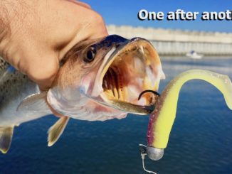 So far this fall, speckled trout are ahead of schedule and that should continue as temps turn a little cooler.