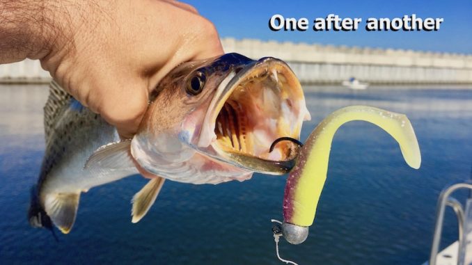 So far this fall, speckled trout are ahead of schedule and that should continue as temps turn a little cooler.