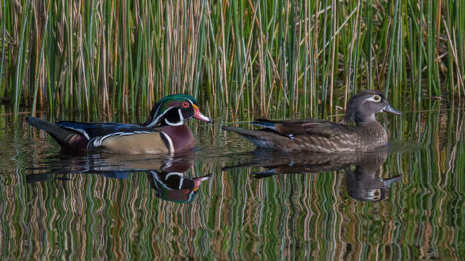 A U.S. magistrate in Alexandria handed out some tough sentences for two Louisiana hunters who pleaded guilty to shooting five wood ducks over an area baited with cracked corn.