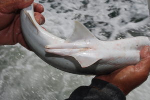 The prominent extensions of the pelvic fins called “claspers” mark this bonnethead shark as an obvious male. 