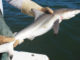 This blacktip shark is a female because she lacks claspers on her pelvic fins.
