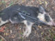 Josh Chauvin, the Apex Predator, downed this hog with his new micro .22 Mag, the Little Badger.
