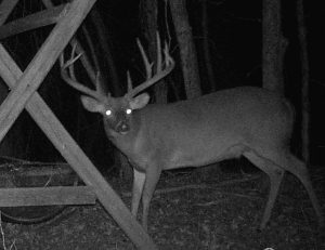 This trail cam pic from Joe McPherson shows the 17-point Avoyelles Parish buck at a feeder. McPherson shot the giant on Dec. 9 on the south farm of the old Louisiana Delta Plantation near Effie. 
