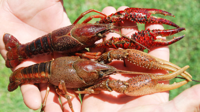 Red swamp crawfish (top) and white river crawfish are the predominant mudbug species in the Atchafalaya Basin.