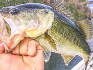Jeff Bruhl likes to throw jerkbaits for January prespawners in the Tchefuncte River.