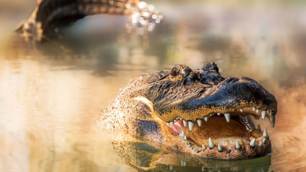 Two men pleaded guilty earlier this month to killing an alligator out of season, and then trying to hide the carcass from game wardens.
