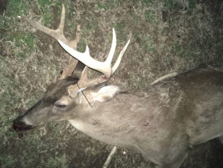 This evidence photo from the LDWF shows the illegally taken buck shot allegedly shot by Robert M. Harris Jr. on Jan. 19 in Tensas Parish.