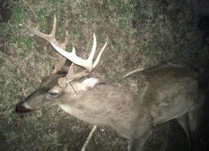 This evidence photo from the LDWF shows the illegally taken buck shot allegedly shot by Robert M. Harris Jr. on Jan. 19 in Tensas Parish. 