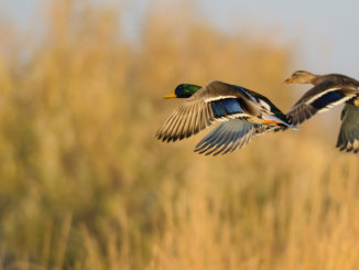 January's aerial waterfowl survey conducted by the LDWF was a fitting end to a weak migration year, according to waterfowl study leader Larry Reynolds.