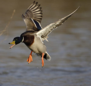 Larry Reynolds said a relatively warm, wet winter were some of the likely reasons Louisiana experienced a poor duck migration this season. 