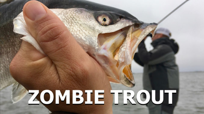 Take what the conditions give you, and potentially score on speckled trout.