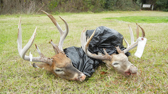 The heads of two big bucks taken in violation of the daily limit on Lake Ophelia National Wildlife Refuge last November.
