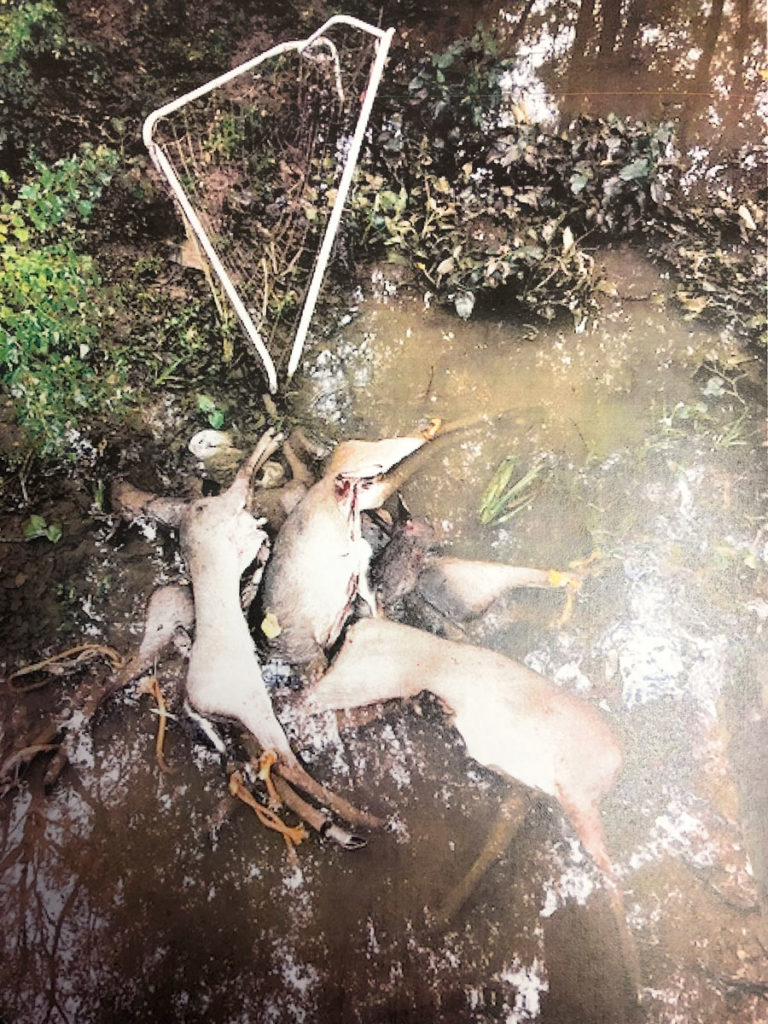 Five illegally taken deer were dumped from a bridge by two poachers who suspected wildlife agents were pursuing them.