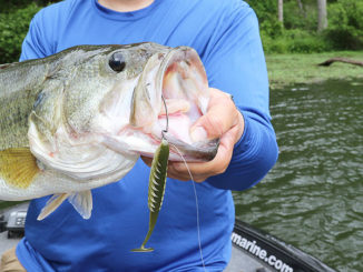Medium swimbaits make highly effective search tools for finding big fish.