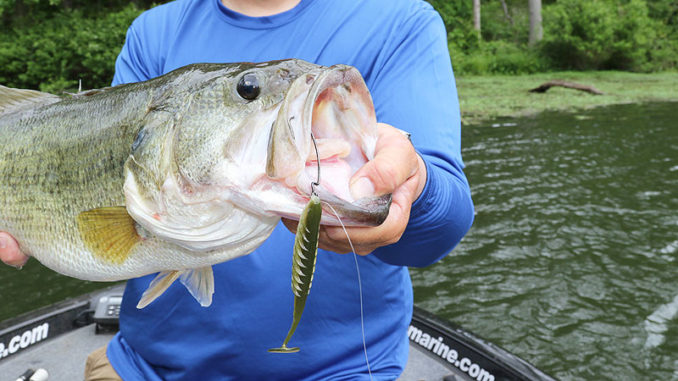 Medium swimbaits make highly effective search tools for finding big fish.