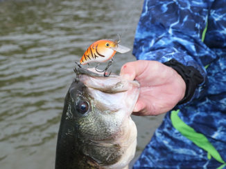 Prespawn fish are moving and looking for food, so crankbaits allow you to effectively cover water to find the hot spots.