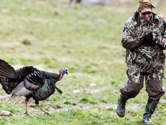 This aggressive turkey was a nuisance to one photographer, but a source of laughter for another.
