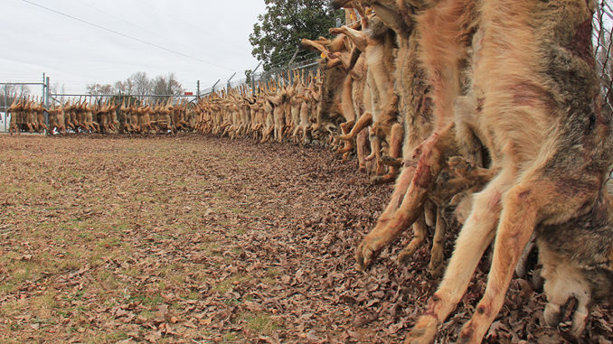 Hunters in the 6th Annual Carolina Coyote Classic killed 149 coyotes this past weekend.