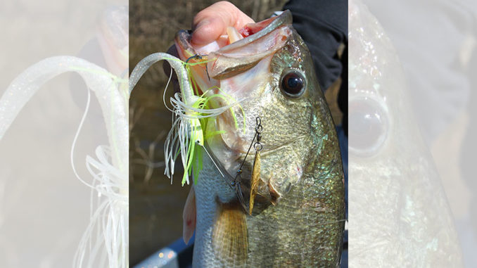 It’s tough to beat a spinnerbait when the water is dingy to muddy in the early spring.