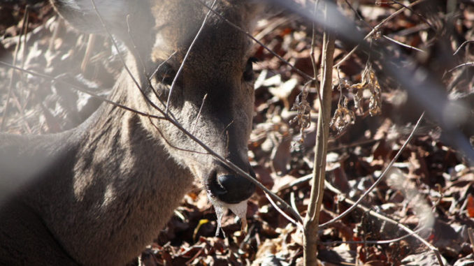 Scientists dispute findings by Dr. Frank Bastian, an LSU researcher, that he has discovered a cure for chronic wasting disease, coined by popular media as “Zombie Deer Disease” because infected deer often salivate heavily, look lost, are emaciated and confused.