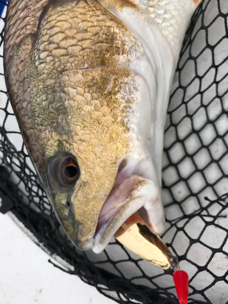 “My personal favorite and go-to lure for redfish is “The Secret” weedless gold spoon by H&H Lures,” said Sammy Romano.