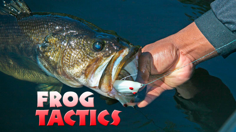 For an angler, the frog offers a great search bait for covering lots of water and finding key staging areas for bass.