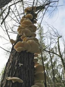 A colony of oyster mushrooms adorns the trunk of this tree.