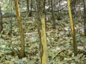 Finding a concentration of rubbed trees can give a hunter an idea where a buck that survived the season might have a bedding area.