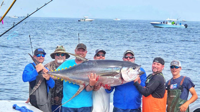 The captains with Paradise Outfitters have caught seven yellowfin tuna weighing over 150 pounds fishing Venice, Louisiana.