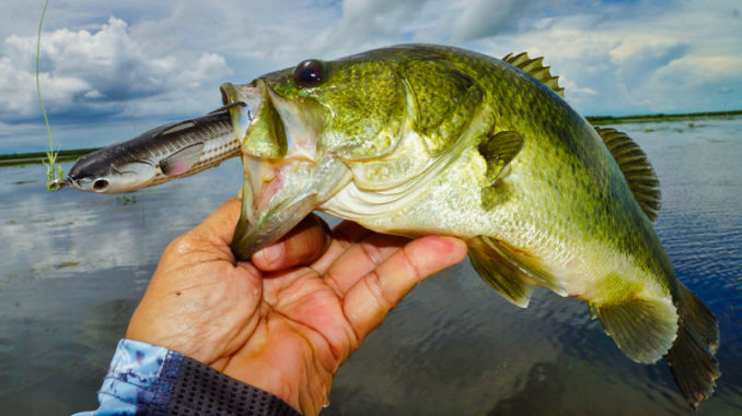 This bass was caught in east Pointe-a-la-Hache working a LiveTarget Hollow Body Mullet across the top of grass beds.