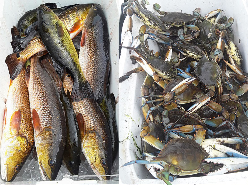 Redfish and largemouth bass (left) inhabit many of the same clear, brackish-water marshes as crabs.