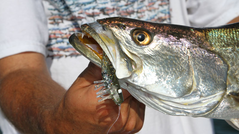 Louisiana Sportsman Louisiana Sportsman
