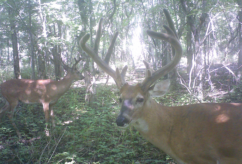 This buck looking at the author’s self-painted camera wasn’t spooked and returned many times.