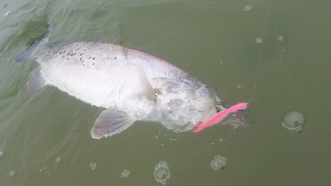 Dont overlook bright colors in overcast, clear water conditions. This 27 ½-inch fish fell for a Double Bubble DD.
